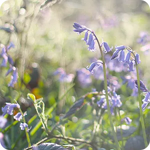 Wild Bluebell (Jo Maloneイメージ)